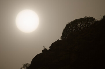 Shrub Euphorbia balsamifera balsamifera on a backlit hillside on a day with airborne dust....