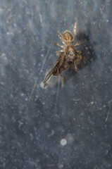 Jumping spider with a fly as prey. Las Palmas de Gran Canaria. Gran Canaria. Canary Islands. Spain.