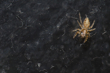 Detail of a jumping spider. Las Palmas de Gran Canaria. Gran Canaria. Canary Islands. Spain.