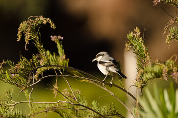 Great grey shrike Lanius excubitor koenigi. Arguineguin ravine. Gran Canaria. Canary Islands. Spain.
