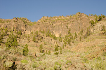 Fototapeta premium Cliff in the Arguineguin ravine. Mogan. Gran Canaria. Canary Islands. Spain.