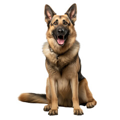 Friendly German Shepherd dog sitting proudly with a joyful expression.