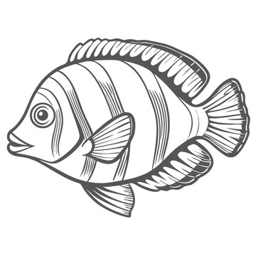 Harlequin Tuskfish Line Art Illustration