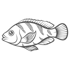 Mccosker's Flasher Wrasse Line Art Illustration