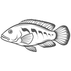 Melanurus Wrasse Line Art Illustration