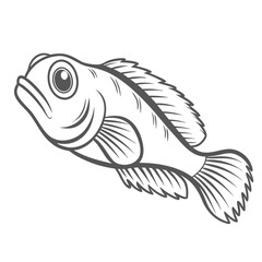 Midas Blenny Fish Line Art Illustration