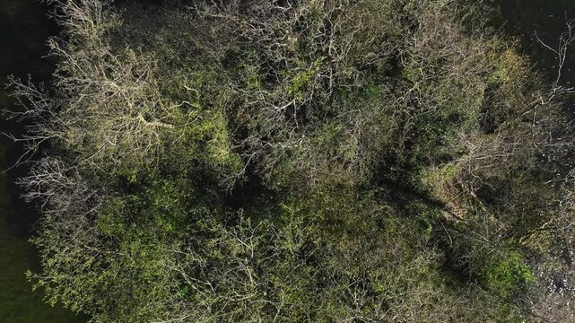 Hollywood Lake, County Monaghan, Ireland, April 2023. Drone top down slow orbit ascend above leafless tree branches in middle of sparkling water, remnants of an ancient Crannog