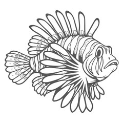 Lionfish Line Art Illustration, Pterois Volitans