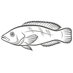 Yellow Coris Wrasse Line Art Illustration
