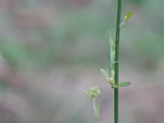 Small Brown Grasshopper in the Wild