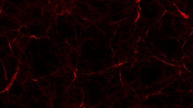 Abstract animation of moving red lines resembling veins or neural pathways on dark background. Organic, scientific, tech, or horror concepts