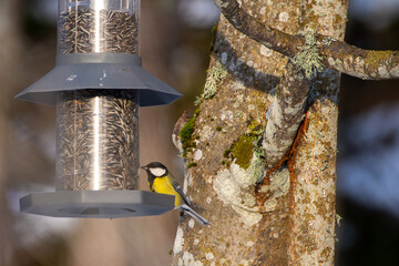 Tit on feeder