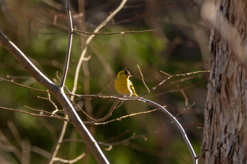 Yellow bird on a branch