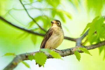 木の枝に止まるキビタキ