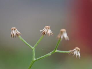 Wild Plant Macro Photography in Natural Light