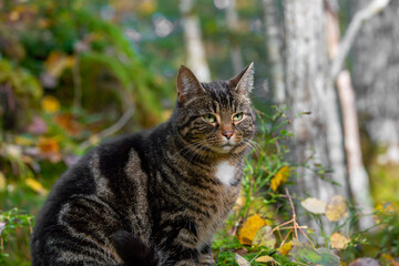 Portrait of a cat in nature