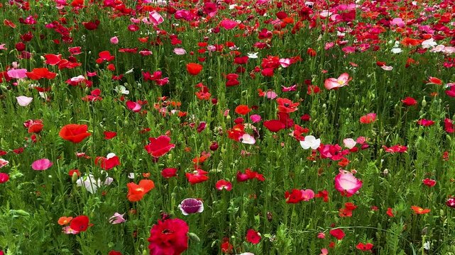 Pan shot of massive, colorful flowers of Papaver rhoeas, commonly known as common poppy, corn poppy, corn rose, field poppy, Flanders poppy, red poppy and Odai, in a meadow in Liyang, Jiangsu, China.