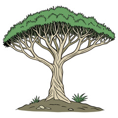 A captivating vector illustration of the Socotra Dragon Tree (Dracaena cinnabari), showcasing its unique umbrella-shaped canopy and vibrant crimson resin.​