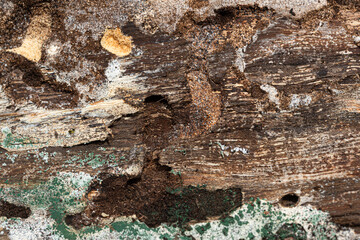 Evidence of woodworm pest infestation in timber. Tunnels and debris caused by destructive beetle larvae.