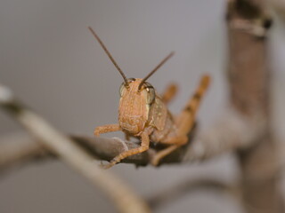 Insect Grasshopper Perched on Leaf