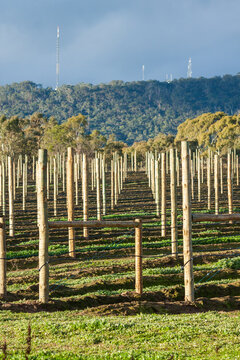 Tall posts lined up in rows in an orchard