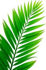 Close-up of a tropical coconut leaf on a white background, perfect for summer designs, leaf, coconut, design