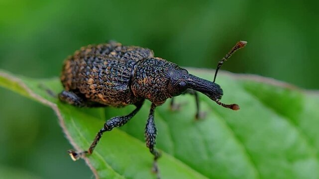 한국,곤충,사과곰보바구미,바구미,Korea, Insects,weevil