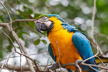 Arara-canindé
