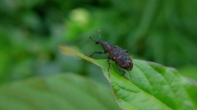 한국,곤충,사과곰보바구미,바구미,Korea, Insects,weevil