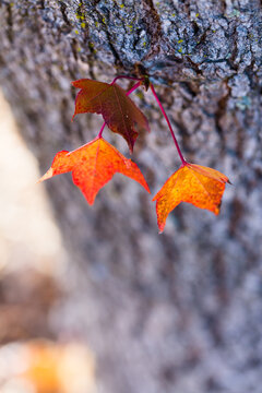 Autumn leaves on a tree trunk