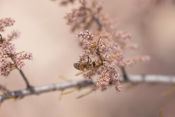 insect, bee, flower, nature, macro, fly, wasp, honey, bug, spring, yellow, animal, closeup, pollen, black, sting, summer, plant, wing, blossom, bumblebee, wildlife, close-up, nectar, garden