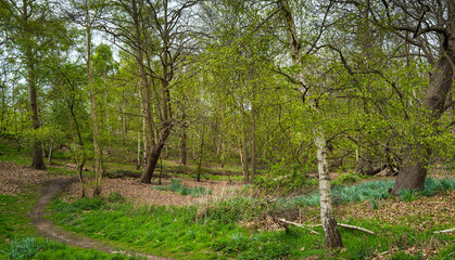Woodland in spring with a path leading through it