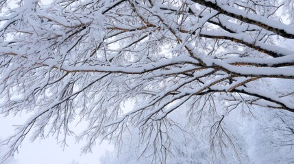 a snow-covered tree branches in winter. 