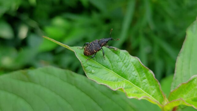 한국,곤충,사과곰보바구미,바구미,Korea, Insects,weevil