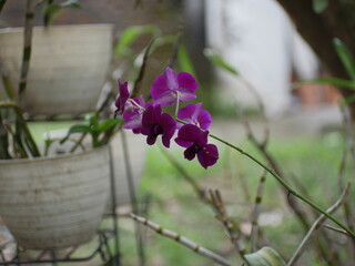 Elegant Purple Orchid Blooming in the Garden