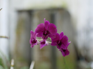 Vibrant Orchid Flowers with Soft Background