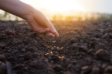 A hand carefully sows seeds into the dark, rich soil at sunset, capturing the essence of...