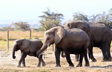 Fototapeta premium African elephant family in Botswana wildlife scene from nature 