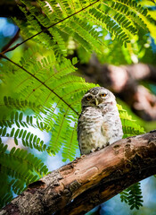 the owl in the nature 