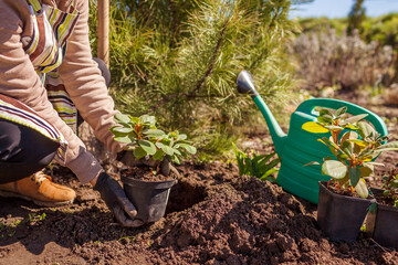 Gardener planting rhododendron bush in soil in spring garden. Woman holding container with evergreen plant wearing gloves