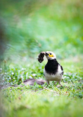 the bird in the nature with dramatic tone