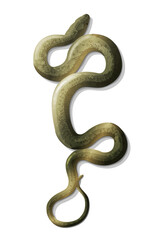 Obraz premium vector snake viper animal. Сlip art isolated on transparent background. Hand drown design element.