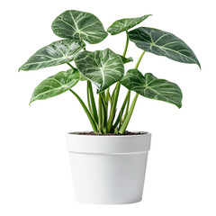 plant in a pot PNG isolated on transparent background