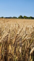 golden wheat field © ayy