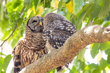 A young barred owl (Strix varia) with its parent in southwest Florida