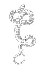 vector snake viper animal. Cartoon black and white clip art isolated on transparent background. Hand drown design element. Coloring book page