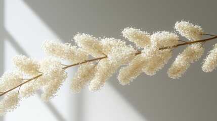 Fototapeta premium Beige sprig with white fluff against white wall
