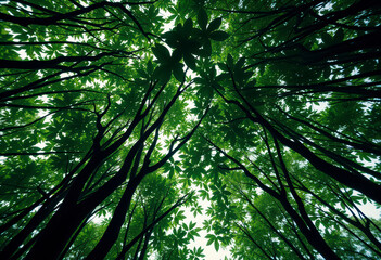 Fototapeta premium Looking up through vibrant mangrove trees, the sunlight filters through the thick canopy, highlighting its importance in combating climate change.