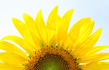 Sunflower on white background