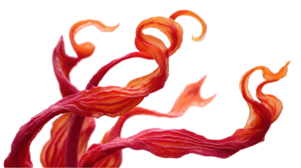 Vibrant red abstract plant design. transparent background